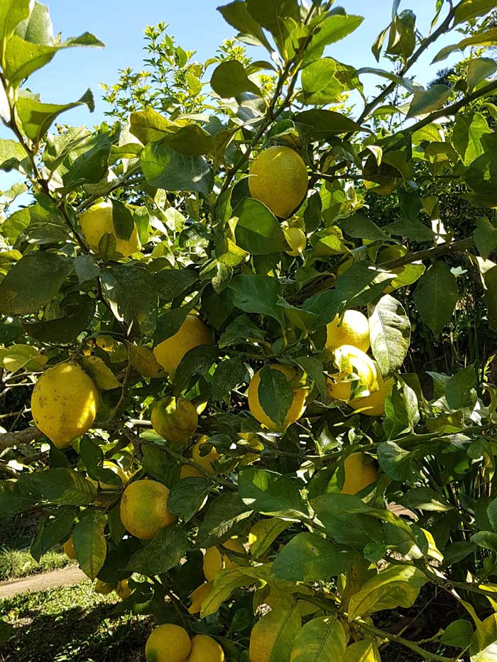 Mini Detox de Verão – de 04 a 06